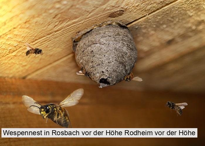 Wespennest in Rosbach vor der Höhe Rodheim vor der Höhe